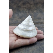 Spiral Silver Shell Deniz Kabuğu 33-ss