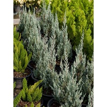 Videolu Leylandi Fidanı 35-50 Cm 1 Adet Saksılı/tüplü Dış Mekanağaç Cupressocyparis Leylandii
