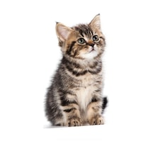 Sevimli Yaramaz Kedi Araba Sticker Etiket 18Cm M1
