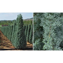 Mavi Servi Cupressus Arizona Tohumu 100 Gr.