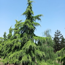 Tüplü Himalaya Sediri cedrus Deodora Fidanı