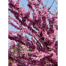 Pembe Erguvan Ağacı Fidanı 1 Adet Saksılı/tüplü 50-70cm Pi Nk Cerci S Diğer