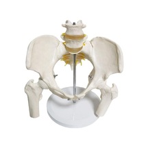 Omurga Pelvis Maketi