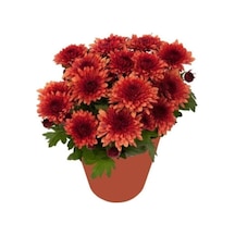 Kırmızı Kasımpatı Hüzün Çiçeği Krizantem 5-10 Cm