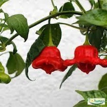 35 Adet Tohum Nadir Gül Biberi Tohumu Kırmızı Gül Biberi Tohumu Gül Biber Tohumu Saksı Topraklı