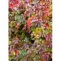 Kışın Kırmızı Renkli Duvar Sarmaşığı 45-70cm Saksılı/tüplü Bahçe Peyzaj Bitkisi
