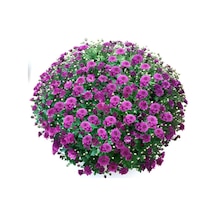 Özel Tür Bransmart Purple Kasımpatı Krizantem Çiçeği Fidesi 1 Adet