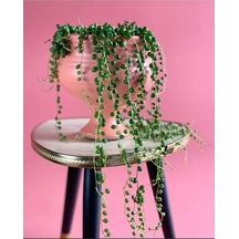 Serada Decor Plant Tespih Çiçeği İnci Tanesi Askılı Büyük Saksı Senecio Rowleyanus Kaktüs