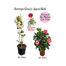 Kartopu Çiçeği 1 Adet +pembe Japon Gülü 1 Adet+kırmızı Gazanya Hediye Saksılı Bahçe Seti