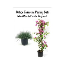 Mavi Çim 1 Adet Saksılı 10-20cm +pembe Begonvil 60-80cm 1 Adet Bahçe Seti