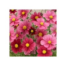 20 Adet Cosmos Bipinnatus 'antiquity' Çiçek Tohumu Belirtilmemiş