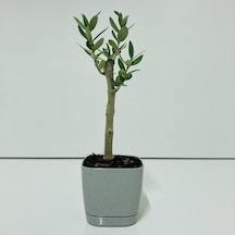 Gri Lüx Saksıda Bonsaiye Uygun Zeytin Fidanı