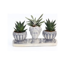 Trio Helen Gri Sukulent Seti - Haworthia Limifolia. Gasteria