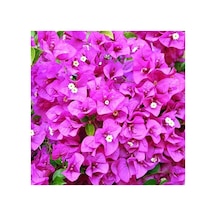 Begonvil Fidanı Fidesi 10-20 Cm Pembe