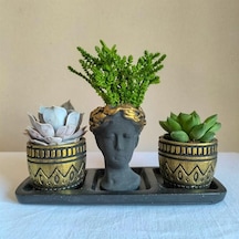 Echeveria 3'lü Sukulent Seti | Helen Siyah & Gold Seri