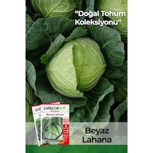 250 Adet Beyaz Lahana Tohumu Yalova
