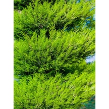 Videolu Limoni Servi Limon Selvi Fidanı 10 15cm 8 Adet Tüplü Dış Mekan Cupressus Macrocarpa