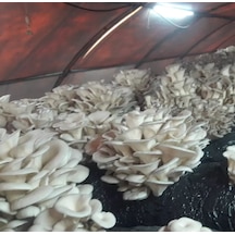 40 Kg İstiridye Mantarı Tohumu 1 adet