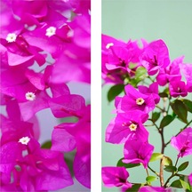 1 Adet Pembe Renk Begonvil Çiçeği 30-60 Cm Tüplü Çiçekli Bodur Bitkiler Bougainvillea