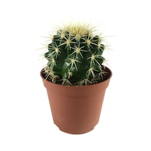Echinocactus Grusonii Kaktüs