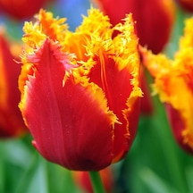 Fringed Beauty Fırfırlı Lale Soğanı 5 - Adet