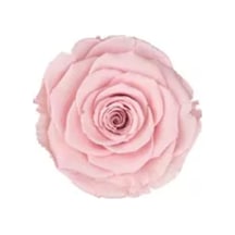 Rose Amor PİNK - 04 PEMBE şoklanmış solmaz gül XL