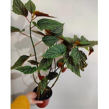 Çilli Begonya Cicegi - Buyuk Boy 50 -65 Cm