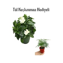Hediyelik Mis Kokulu Gardenya Çiçeği Anneler Gününe Özel Tül Kuşkonmaz Hediyeli