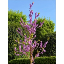 Mor Renkli Leylak Fidani 50 -60 Cm 1 Adet Tüplü/saksılı Dış Mekan Bitkisi Syringa