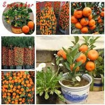20 Adet Tohum Nadir Bodur Bonsai Mandalina Bonzai Ağacı Tohum Süpriz Hediye Bonsai Ağacı Tohum