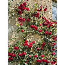 Sarmaşık Yoğun Kokulu Kırmızı Renkli 60 80 Cm 3 Adet Tüplü /saksılı Aşılı Gül Red Rose