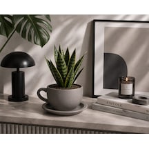 Momiko Beton Fincan Saksı - Adaçayı, Vizon Gri, Yeni Mocca, Vanilya, Bej El Yapımı Sukulent Saksısı