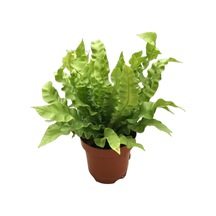 Asplenium Nidus 'Crispy Wave' Ø12 CM Y25-30 CM
