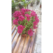 Kasımpatı Krizantem, Chrysanthemum Çiçeği Pembe 10-20 Cm