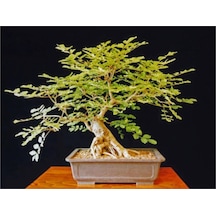 Bodur Dişbudak Bonzai Ağacı Tohumu 5 Adet Bonsai Ağacı Tohumu