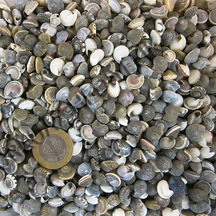 Umbinium Kiloluk Deniz Kabuğu 1 Kg