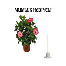 Kadınlar Gününe Özel Pembe Renk Japon Gülü Hibiscus Rosa Mumluk Hediyeli