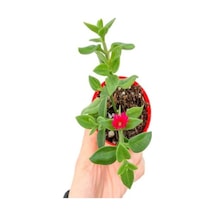 Sarı Yasemin Çiçeği+mor Salkım Ağacı Fidanı+ Buz Çiçeği Peyzaj Seti