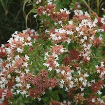 Tüplü Abelya abelia Fidanı