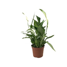 Spathiphyllum Wallisii (Barış Çiçeği) Ø8,5 CM Y25-30 CM