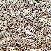 Eşref Şekerli ReyGRas Otu Tohumu 5 KG
