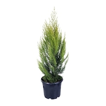 Limoni Servi Limon Çamı 50-80 Cm