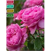 Isparta Gülü Fidanı, Aşılı Rosa Damascena, Saksıda, Katmerli, Yoğun Kokulu Diğer