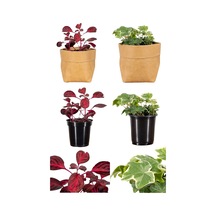 Videolu Çingene Şalvarı-hedera Helix Sarmaşığı 2 Adet Saksılı 10-15cm Iç/ Dış Mekan Bitkisi