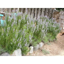 Biberiye Rosmarinus Officinalis 20 Adet