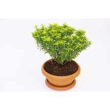 Bonsai Euonymus Microphyllus Aurea Fidanı - 5 Adet
