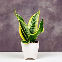 Çok Avantajlı Sansevieria - Paşa Kılıcı - Peygamber Kılıcı Bitkisi 20-30 Cm
