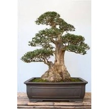 5 Adet Tohum Bodur Bonsai Lübnan Sediri Ağacı Bonzai Tohumu Saksı Toprak Hediyelidir..