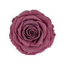 Rose Amor VİO-02 MENEKŞE RENGİ şoklanmış solmaz gül XL