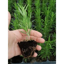 Mini Boy Biberiye Fidanı Kokulu Bitki 5-15cm Potta